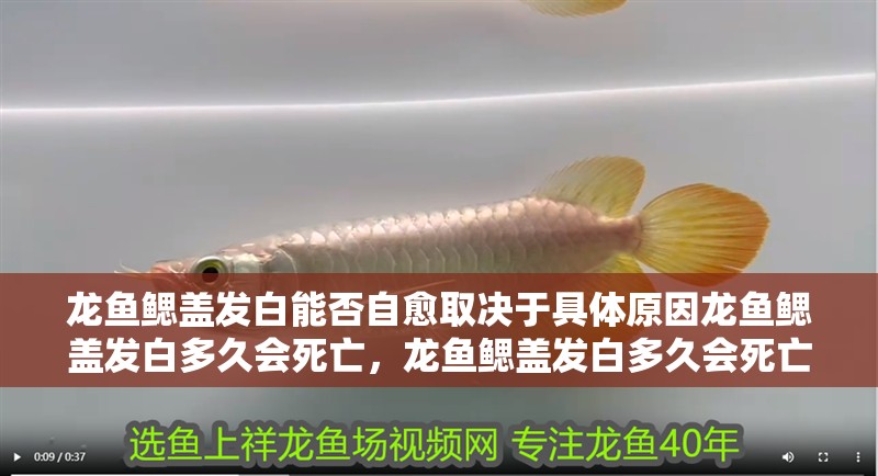 龍魚鰓蓋發白能否自愈取決于具體原因龍魚鰓蓋發白多久會死亡，龍魚鰓蓋發白多久會死亡，