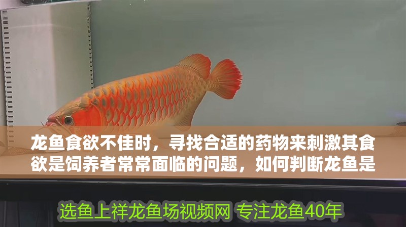 龍魚食欲不佳時，尋找合適的藥物來刺激其食欲是飼養(yǎng)者常常面臨的問題，如何判斷龍魚是否需要刺激食欲？