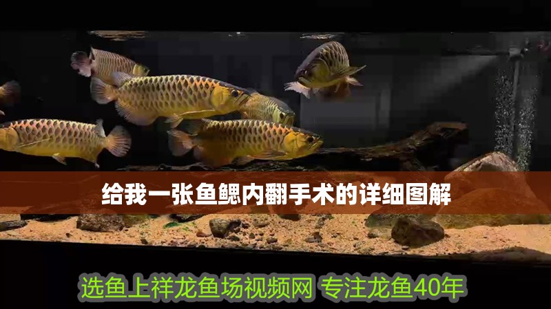 魚缸造景先放沙還是先放水(魚缸造景先鋪沙還是先放石頭) 給我一張魚鰓內(nèi)翻手術(shù)的詳細(xì)圖解 龍魚百科 給我一張魚鰓內(nèi)翻手術(shù)的詳細(xì)圖解 給我一張魚鰓內(nèi)翻手術(shù)的詳細(xì)圖解 龍魚百科