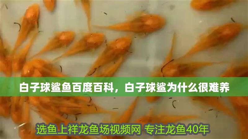 白子球鯊魚百度百科，白子球鯊為什么很難養