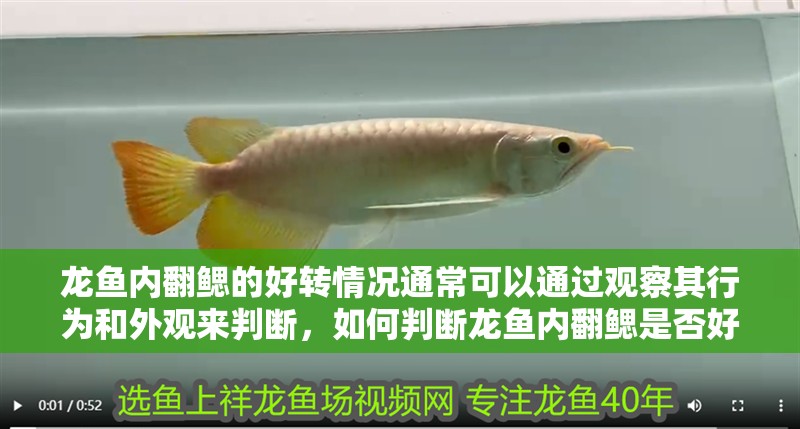 龍魚內翻鰓的好轉情況通常可以通過觀察其行為和外觀來判斷，如何判斷龍魚內翻鰓是否好轉 龍魚內翻鰓的好轉情況通常可以通過觀察其行為和外觀來判斷，如何判斷龍魚內翻鰓是否好轉 龍魚百科 第2張