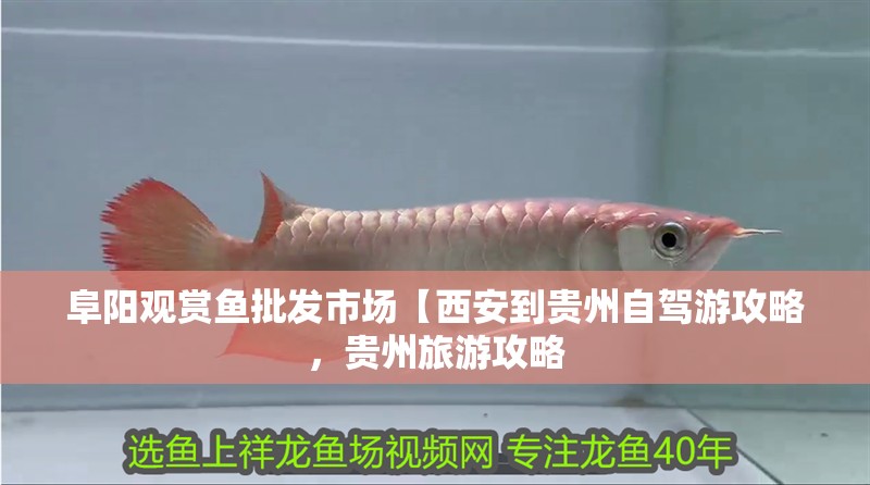 阜陽觀賞魚批發市場【西安到貴州自駕游攻略，貴州旅游攻略