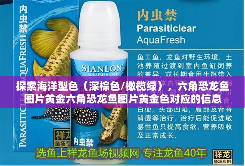 探索海洋型色（深棕色/橄欖綠），六角恐龍魚圖片黃金六角恐龍魚圖片黃金色對應(yīng)的信息