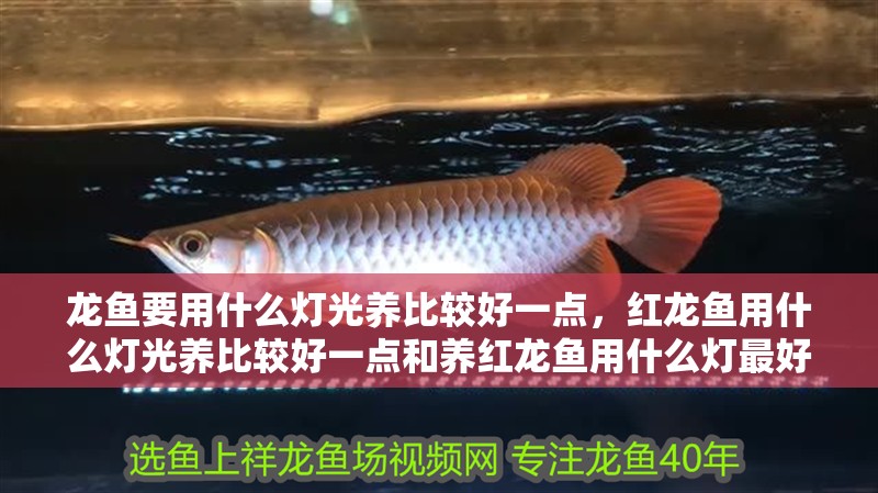 龍魚要用什么燈光養(yǎng)比較好一點(diǎn)，紅龍魚用什么燈光養(yǎng)比較好一點(diǎn)和養(yǎng)紅龍魚用什么燈最好