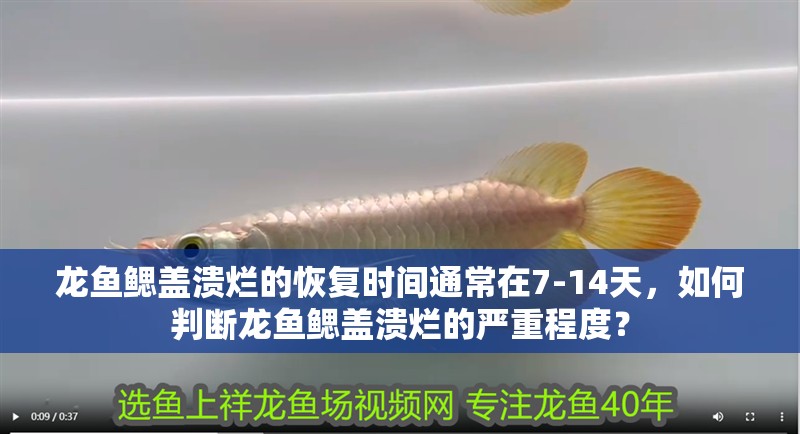 龍魚鰓蓋潰爛的恢復(fù)時間通常在7-14天，如何判斷龍魚鰓蓋潰爛的嚴重程度？