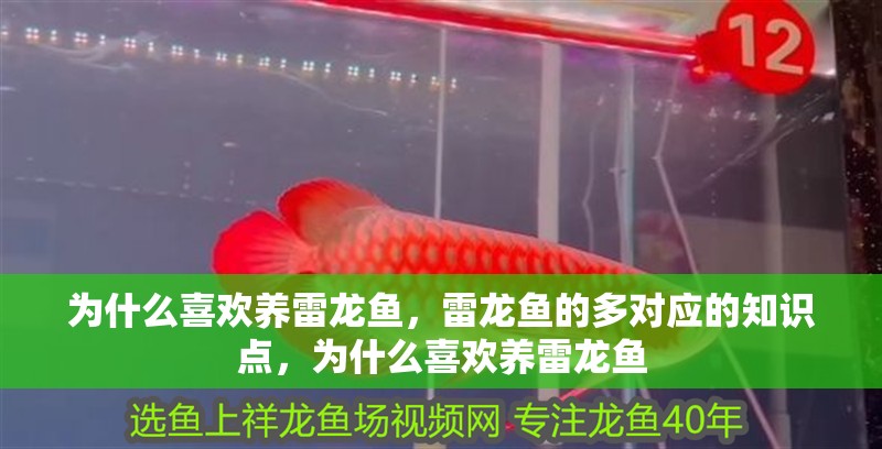 為什么喜歡養雷龍魚，雷龍魚的多對應的知識點，為什么喜歡養雷龍魚