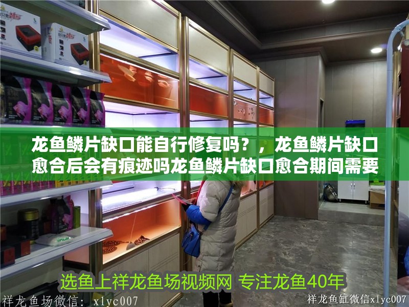 龍魚鱗片缺口能自行修復(fù)嗎？，龍魚鱗片缺口愈合后會有痕跡嗎龍魚鱗片缺口愈合期間需要喂食嗎