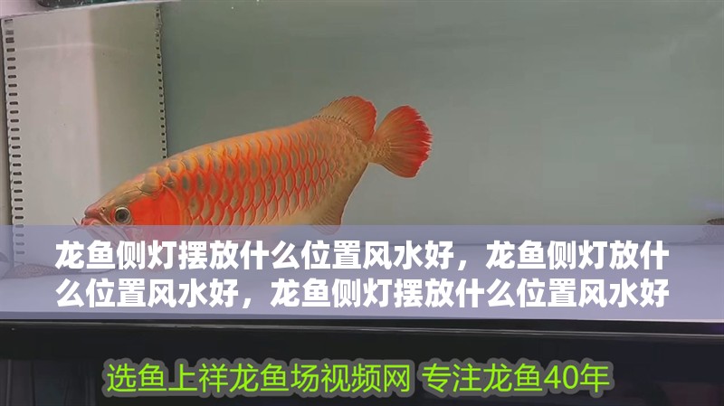 龍魚側燈擺放什么位置風水好，龍魚側燈放什么位置風水好，龍魚側燈擺放什么位置風水好