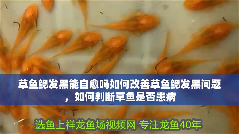 魚缸用增氧泵價格是多少:魚缸增氧機-xtrac增氧機-xtrac增氧機 草魚鰓發黑能自愈嗎如何改善草魚鰓發黑問題,如何判斷草魚是否患病 龍魚百科 草魚鰓發黑能自愈嗎如何改善草魚鰓發黑問題,如何判斷草魚是否患病 草魚鰓發黑能自愈嗎如何改善草魚鰓發黑問題,如何判斷草魚是否患病 龍魚百科