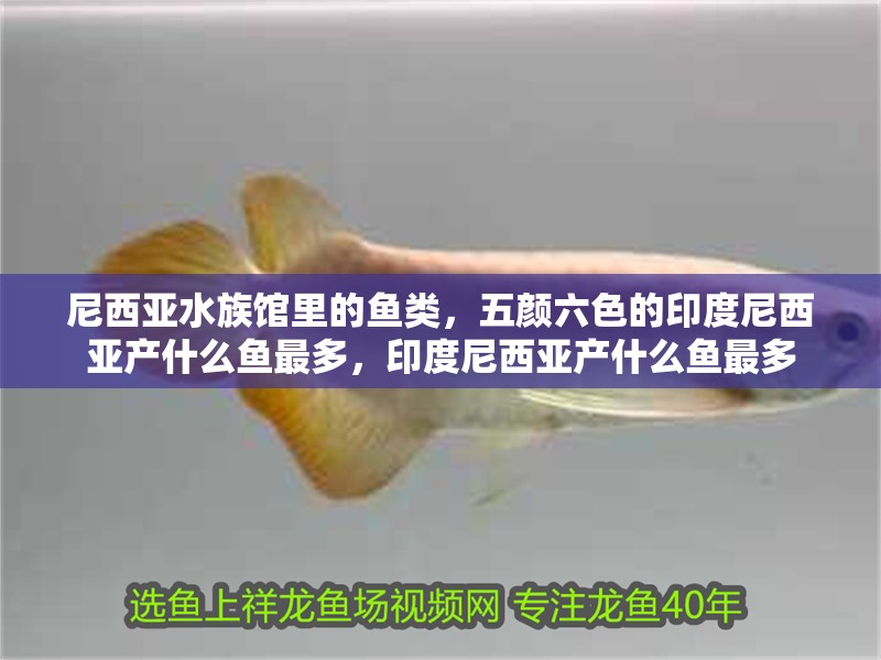 尼西亞水族館里的魚類，五顏六色的印度尼西亞產(chǎn)什么魚最多，印度尼西亞產(chǎn)什么魚最多 尼西亞水族館里的魚類，五顏六色的印度尼西亞產(chǎn)什么魚最多，印度尼西亞產(chǎn)什么魚最多 觀賞魚百科 第2張