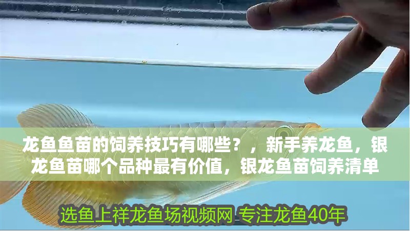 龍魚魚苗的飼養(yǎng)技巧有哪些？，新手養(yǎng)龍魚，銀龍魚苗哪個品種最有價值，銀龍魚苗飼養(yǎng)清單