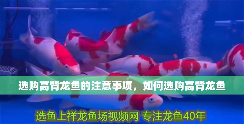選購高背龍魚的注意事項，如何選購高背龍魚 選購高背龍魚的注意事項，如何選購高背龍魚 觀賞魚百科 第2張