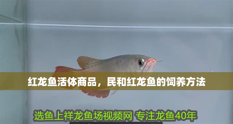 紅龍魚活體商品，民和紅龍魚的飼養(yǎng)方法