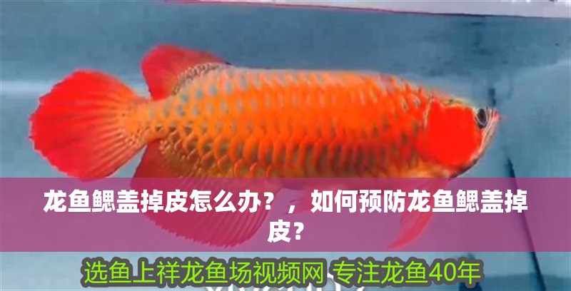 龍魚鰓蓋掉皮怎么辦？，如何預防龍魚鰓蓋掉皮？