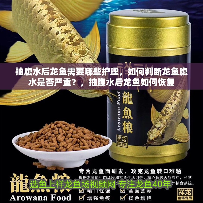 抽腹水后龍魚需要哪些護理，如何判斷龍魚腹水是否嚴重？，抽腹水后龍魚如何恢復