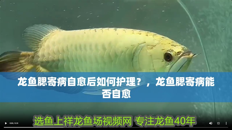 龍魚腮寄病自愈后如何護理？，龍魚腮寄病能否自愈 龍魚腮寄病自愈后如何護理？，龍魚腮寄病能否自愈 龍魚百科 第1張