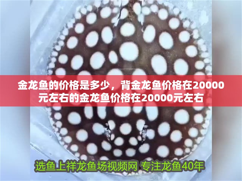 金龍魚的價(jià)格是多少，背金龍魚價(jià)格在20000元左右的金龍魚價(jià)格在20000元左右
