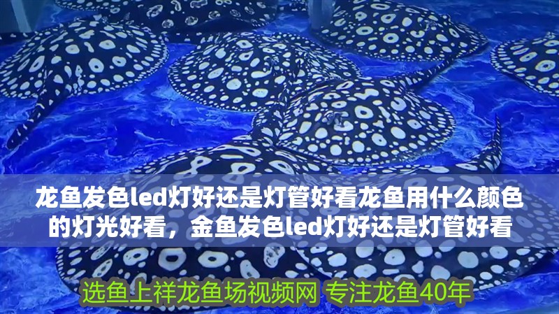龍魚發色led燈好還是燈管好看龍魚用什么顏色的燈光好看，金魚發色led燈好還是燈管好看