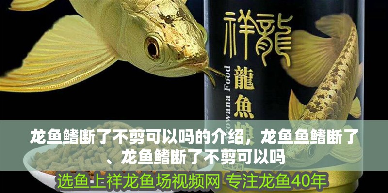 龍魚鰭斷了不剪可以嗎的介紹，龍魚魚鰭斷了、龍魚鰭斷了不剪可以嗎