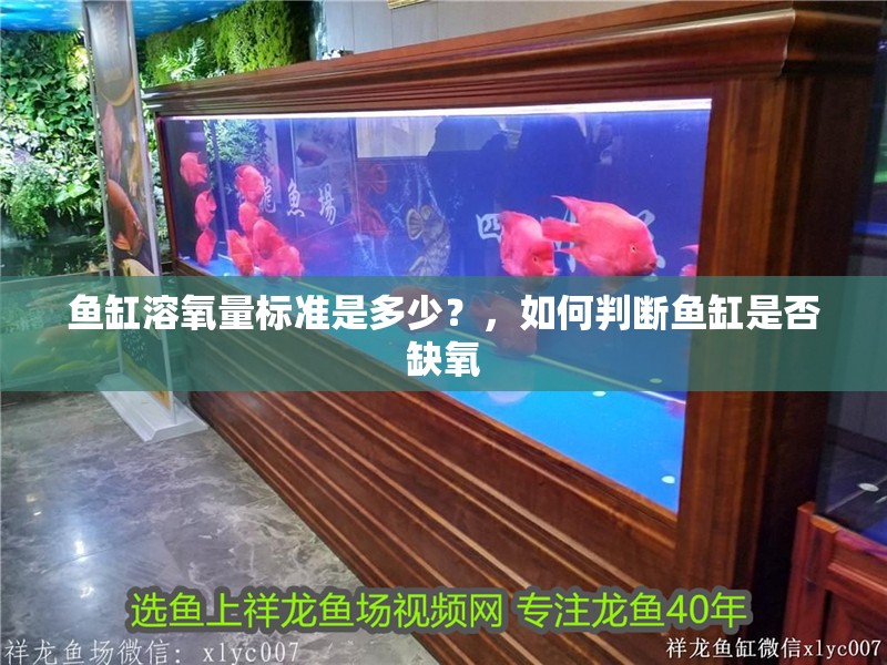 魚缸溶氧量標準是多少？，如何判斷魚缸是否缺氧