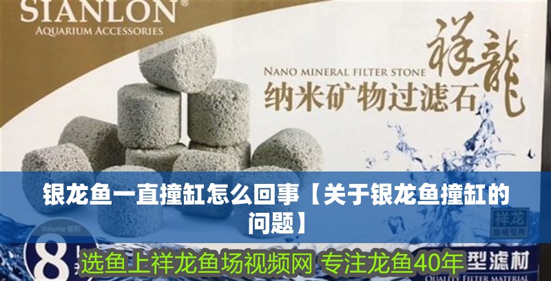 銀龍魚一直撞缸怎么回事【關(guān)于銀龍魚撞缸的問題】