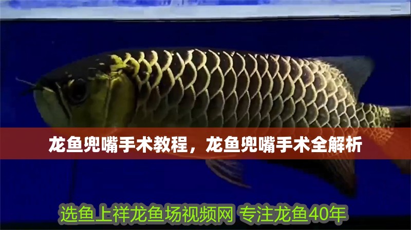 龍魚兜嘴手術教程，龍魚兜嘴手術全解析