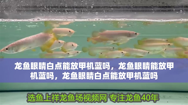 龍魚眼睛白點能放甲機藍嗎，龍魚眼睛能放甲機藍嗎，龍魚眼睛白點能放甲機藍嗎