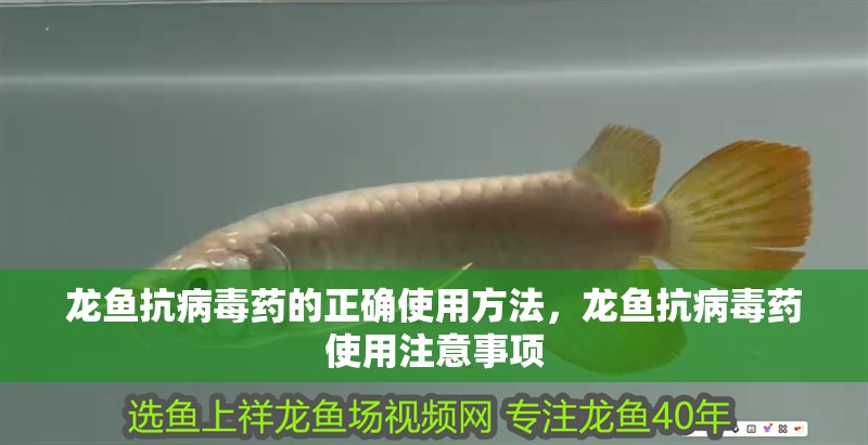 龍魚抗病毒藥的正確使用方法，龍魚抗病毒藥使用注意事項