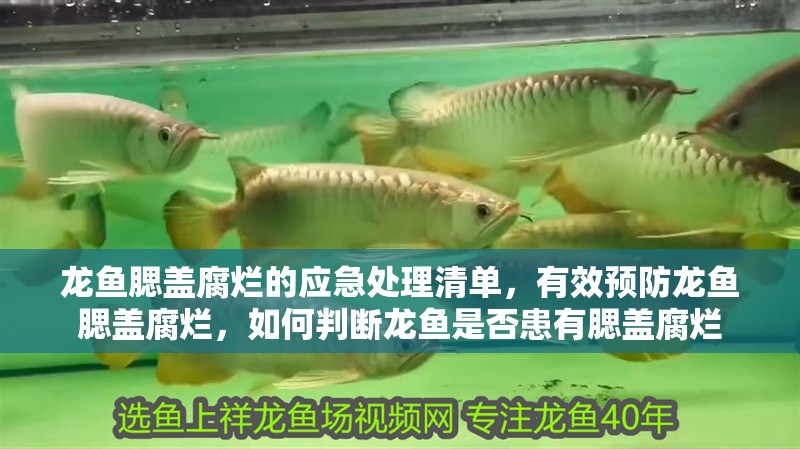 龍魚腮蓋腐爛的應(yīng)急處理清單，有效預(yù)防龍魚腮蓋腐爛，如何判斷龍魚是否患有腮蓋腐爛