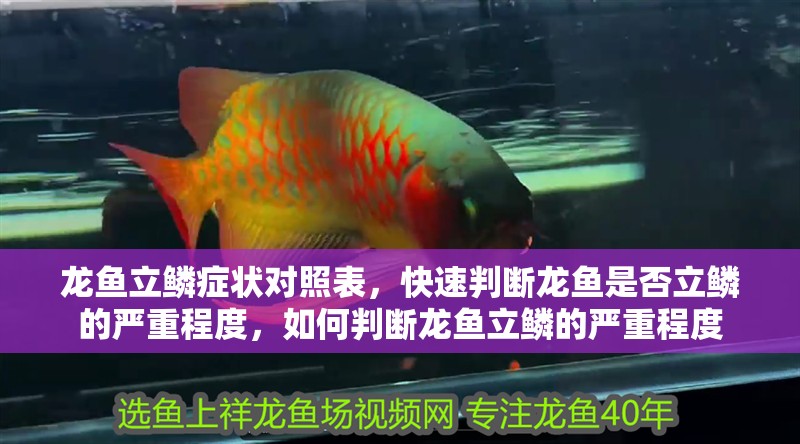 龍魚立鱗癥狀對照表，快速判斷龍魚是否立鱗的嚴重程度，如何判斷龍魚立鱗的嚴重程度