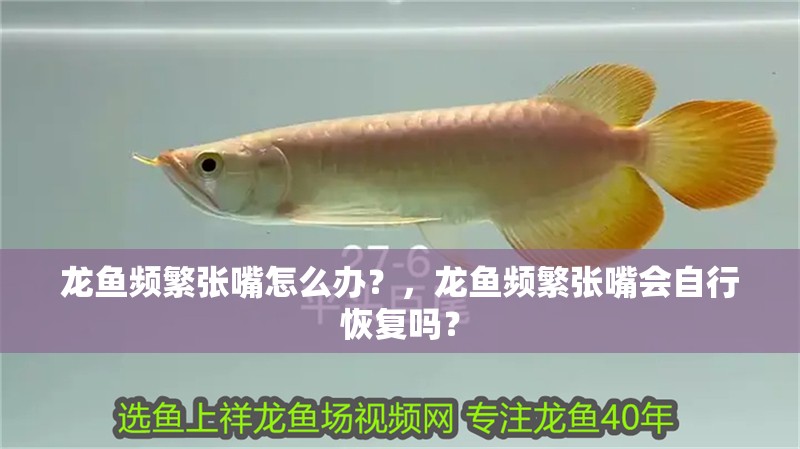 龍魚頻繁張嘴怎么辦？，龍魚頻繁張嘴會自行恢復嗎？