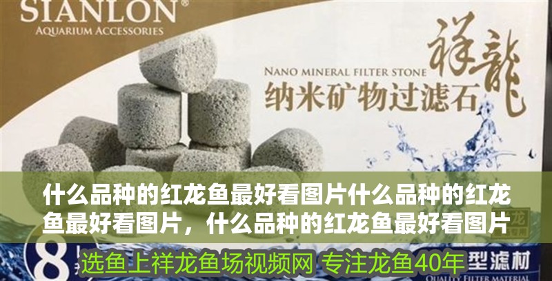 什么品種的紅龍魚最好看圖片什么品種的紅龍魚最好看圖片，什么品種的紅龍魚最好看圖片