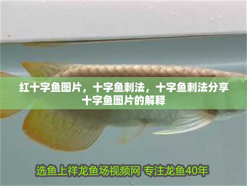 紅十字魚圖片，十字魚刺法，十字魚刺法分享十字魚圖片的解釋 紅十字魚圖片，十字魚刺法，十字魚刺法分享十字魚圖片的解釋 觀賞魚百科 第2張