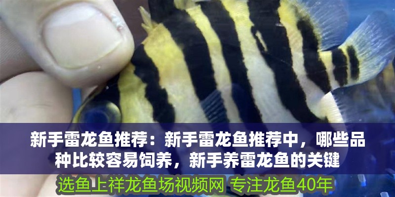 新手雷龍魚推薦：新手雷龍魚推薦中，哪些品種比較容易飼養，新手養雷龍魚的關鍵