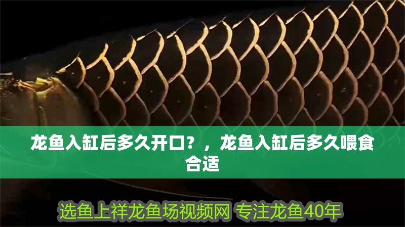 龍魚入缸后多久開口？，龍魚入缸后多久喂食合適