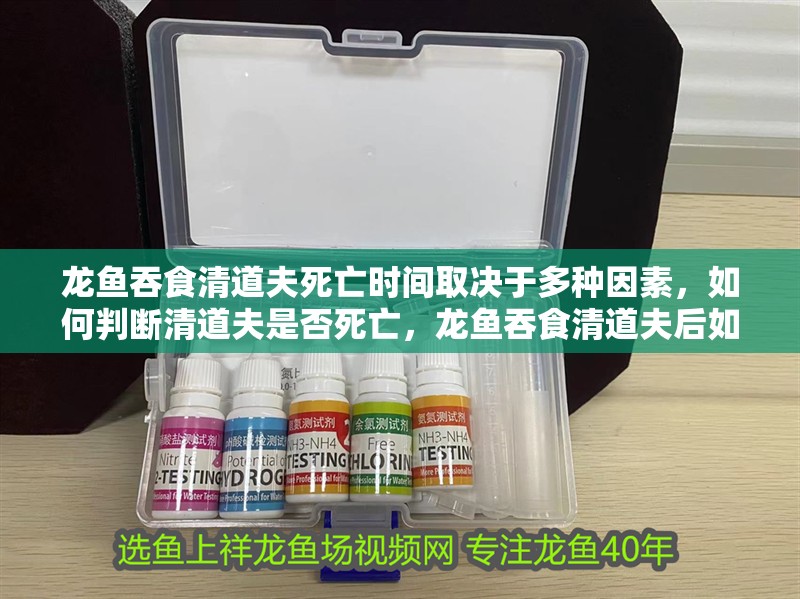 龍魚(yú)吞食清道夫死亡時(shí)間取決于多種因素，如何判斷清道夫是否死亡，龍魚(yú)吞食清道夫后如何處理？