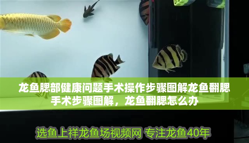 龍魚腮部健康問題手術操作步驟圖解龍魚翻腮手術步驟圖解，龍魚翻腮怎么辦