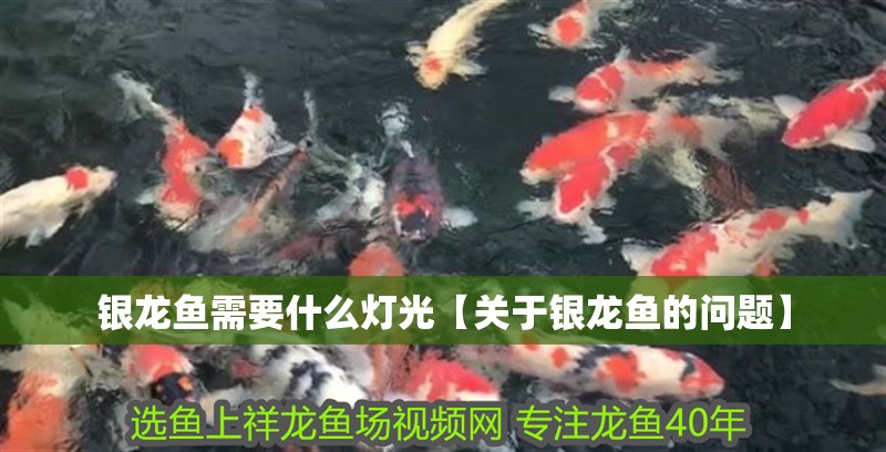 銀龍魚需要什么燈光【關于銀龍魚的問題】