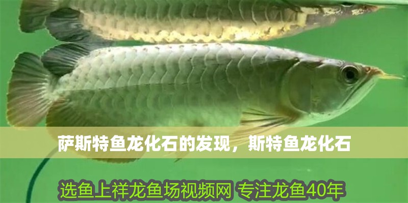 薩斯特魚龍化石的發(fā)現(xiàn),斯特魚龍化石 觀賞魚百科 第3張 薩斯特魚龍化石的發(fā)現(xiàn),斯特魚龍化石 薩斯特魚龍化石的發(fā)現(xiàn),斯特魚龍化石 觀賞魚百科 第3張