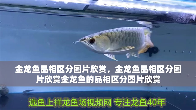 金龍魚品相區(qū)分圖片欣賞，金龍魚品相區(qū)分圖片欣賞金龍魚的品相區(qū)分圖片欣賞