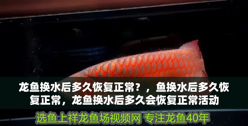 龍魚換水后多久恢復(fù)正常？，魚換水后多久恢復(fù)正常，龍魚換水后多久會(huì)恢復(fù)正常活動(dòng)