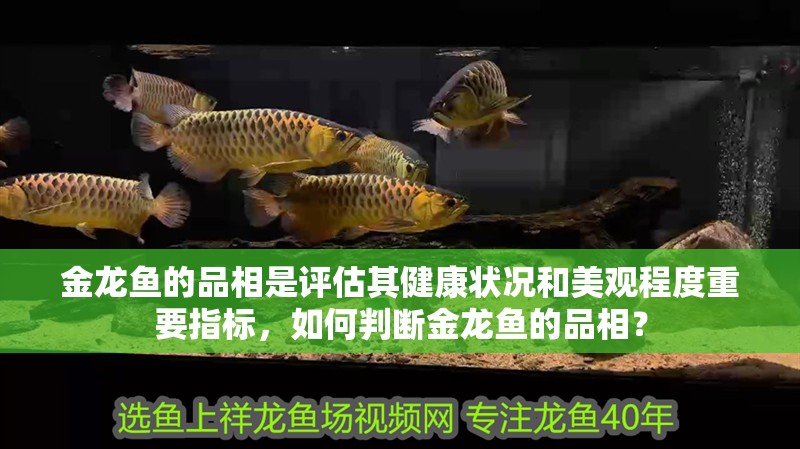 金龍魚的品相是評估其健康狀況和美觀程度重要指標，如何判斷金龍魚的品相？