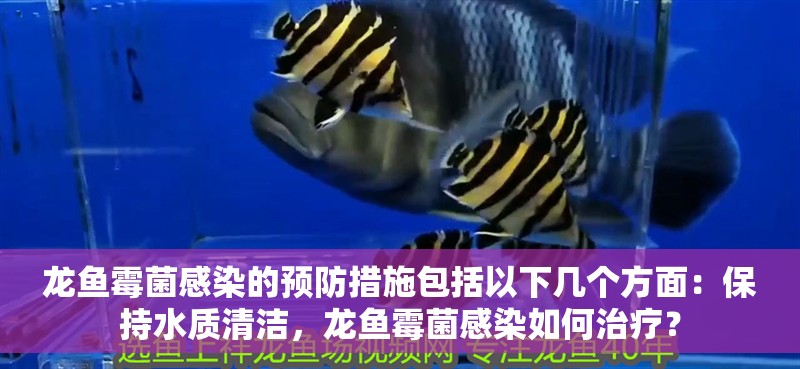 龍魚霉菌感染的預防措施包括以下幾個方面：保持水質清潔，龍魚霉菌感染如何治療？