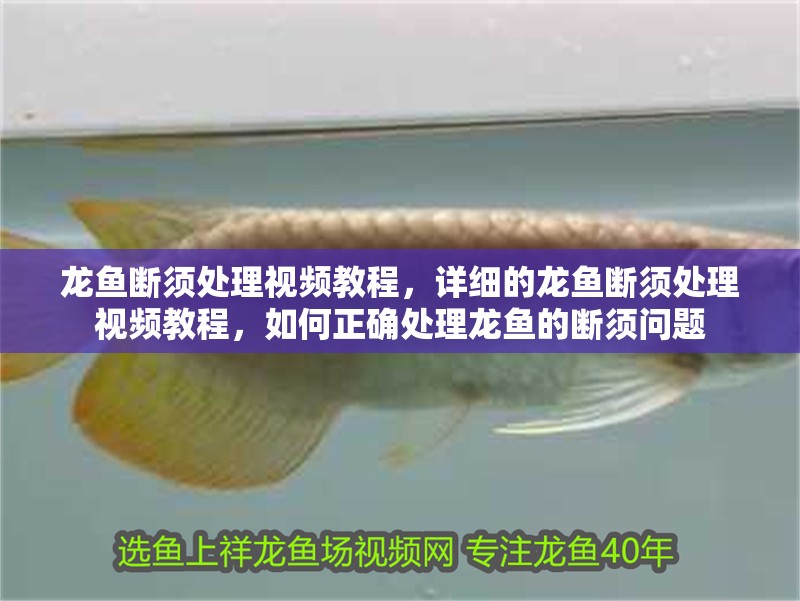 龍魚斷須處理視頻教程，詳細(xì)的龍魚斷須處理視頻教程，如何正確處理龍魚的斷須問題