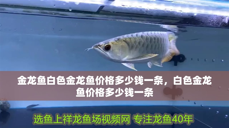 金龍魚白色金龍魚價格多少錢一條，白色金龍魚價格多少錢一條 金龍魚白色金龍魚價格多少錢一條，白色金龍魚價格多少錢一條 觀賞魚百科 第2張