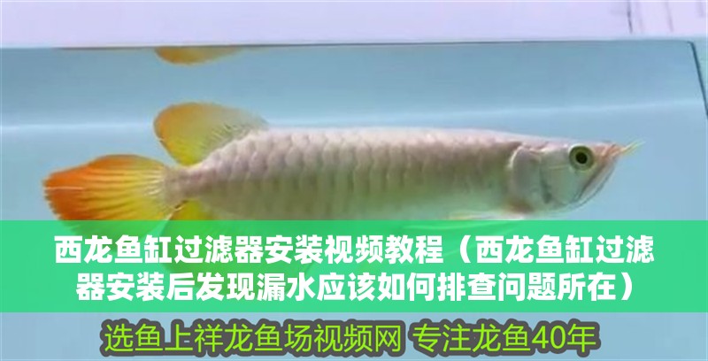 西龍魚缸過濾器安裝視頻教程（西龍魚缸過濾器安裝后發現漏水應該如何排查問題所在）