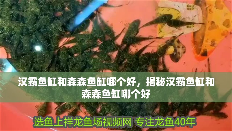 漢霸魚缸和森森魚缸哪個好，揭秘漢霸魚缸和森森魚缸哪個好