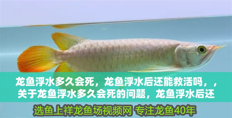 龍魚浮水多久會死，龍魚浮水后還能救活嗎，，關于龍魚浮水多久會死的問題，龍魚浮水后還能救活嗎