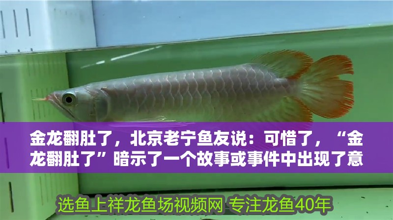 金龍翻肚了，北京老寧魚友說：可惜了，“金龍翻肚了”暗示了一個故事或事件中出現(xiàn)了意外或變化