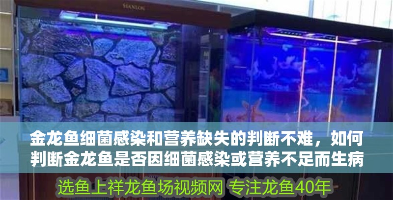 金龍魚細菌感染和營養缺失的判斷不難，如何判斷金龍魚是否因細菌感染或營養不足而生病？